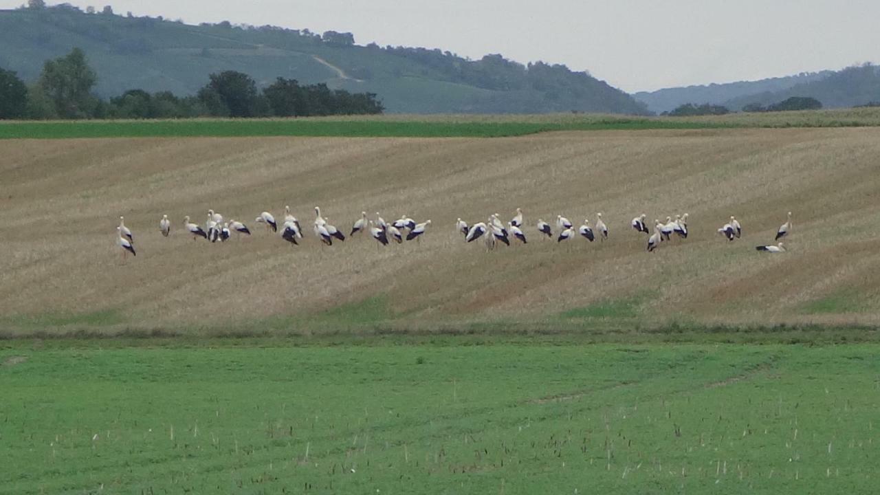 Gite Le Petit Moulin Rosenwiller Eksteriør bilde